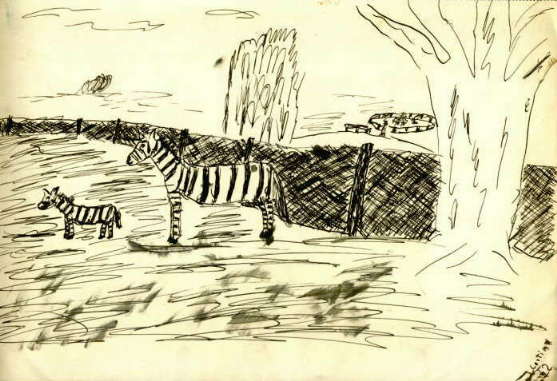 1952, Wilhelma Zebras